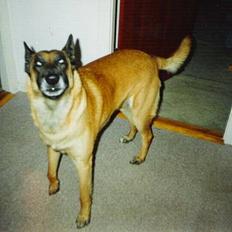 Malinois Jeroen Isell R.I.P