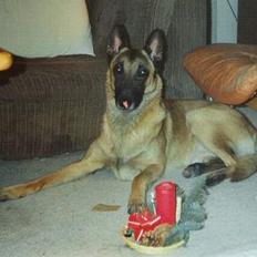 Malinois Jeroen Isell R.I.P