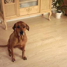 Rhodesian ridgeback R.I.P Nala