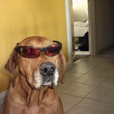 Rhodesian ridgeback R.I.P Nala