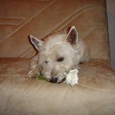 West highland white terrier Simba