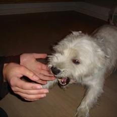 West highland white terrier Simba