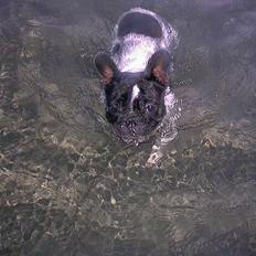 Fransk bulldog Alberte (Bobine's Tammi)
