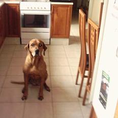 Rhodesian ridgeback R.I.P Nala