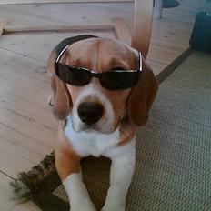 Beagle Oscar