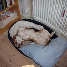 Beagle Oscar