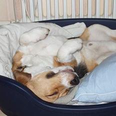 Beagle Oscar