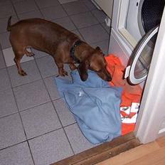 Gravhund kaktus