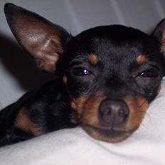 Prazsky krysarik Ejnar