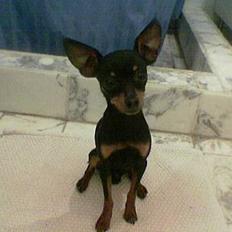 Prazsky krysarik Ejnar