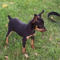 Prazsky krysarik Ejnar