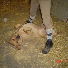 Labrador retriever trunte