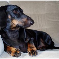 Gravhund Manse