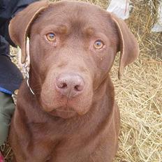 Labrador retriever Sepp