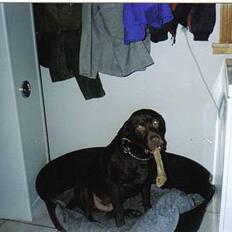 Labrador retriever Sepp