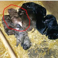 Labrador retriever Sepp