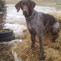Korthåret hønsehund Marster 