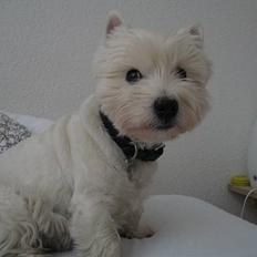 West highland white terrier Tony