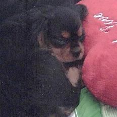 Cavalier king charles spaniel zimba