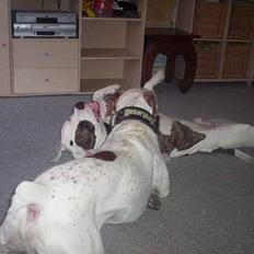 Blanding af racer Dmitri