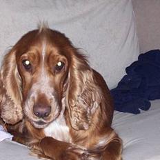 Cocker spaniel ida