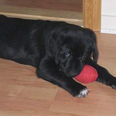 Blanding af racer Bamse