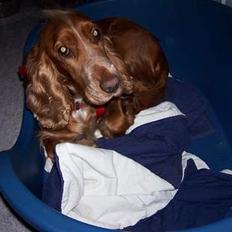 Cocker spaniel ida
