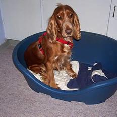 Cocker spaniel ida
