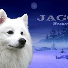 Samojedhund Jago007*i looove my self*
