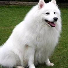 Samojedhund Jago007*i looove my self*