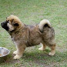 Eurasier Bymosen's Athena