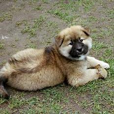 Eurasier Bymosen's Athena