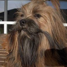 Lhasa apso Fu-kao Zombie (Balou)