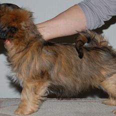 Lhasa apso Fu-kao Zombie (Balou)