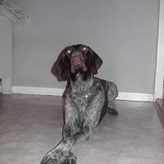 Korthåret hønsehund Debbie