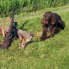 Ruhåret hønsehund pondy