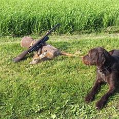 Ruhåret hønsehund pondy