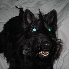 Skotsk terrier perle (king skot egly)RIP