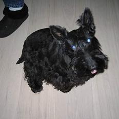 Skotsk terrier perle (king skot egly)RIP