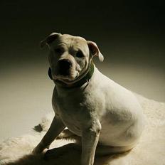 Blanding af racer Balou