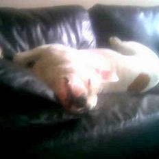 Blanding af racer Balou