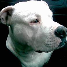 Blanding af racer Balou