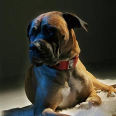 Blanding af racer Pablo