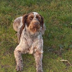 Ruhåret hønsehund centa