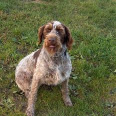 Ruhåret hønsehund centa