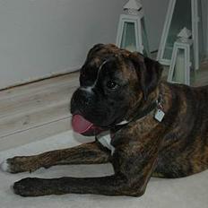 Boxer zep
