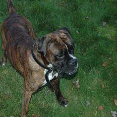 Boxer zep