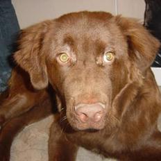 Blanding af racer Bobbi Brown