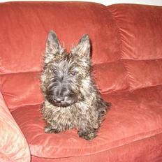 Skotsk terrier Felicia