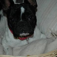 Fransk bulldog Alberte (Bobine's Tammi)